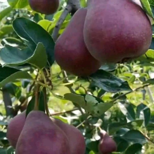 Bibit buah pir merah cangkok