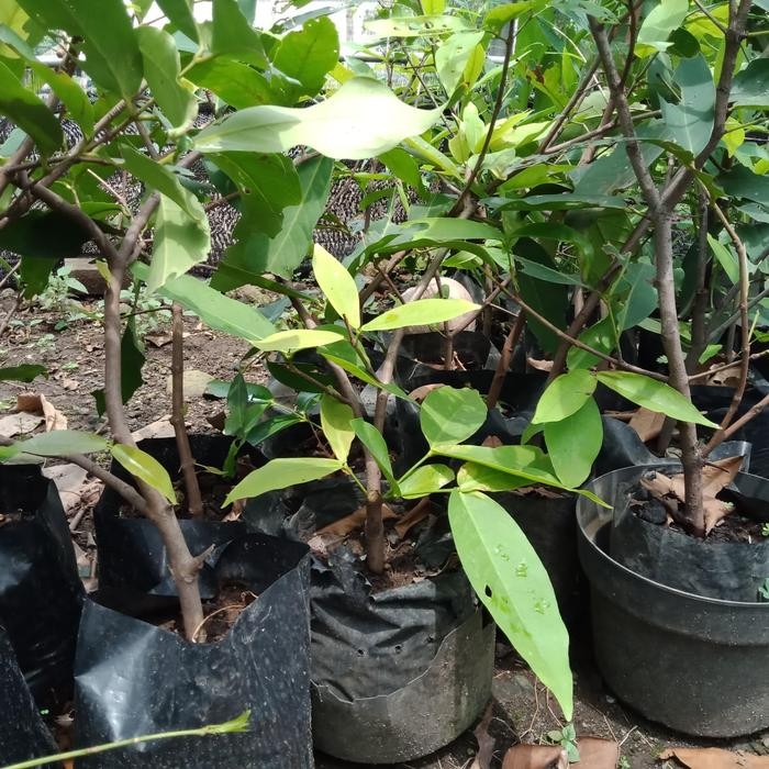 bibit CANGKOK jambu air madu deli hijau