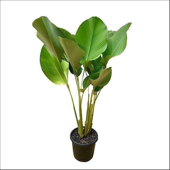 PREMIUM (BISA COD) Tanaman Hias Calathea pisang bunga hias Calathea pisang luthea pohon luthea