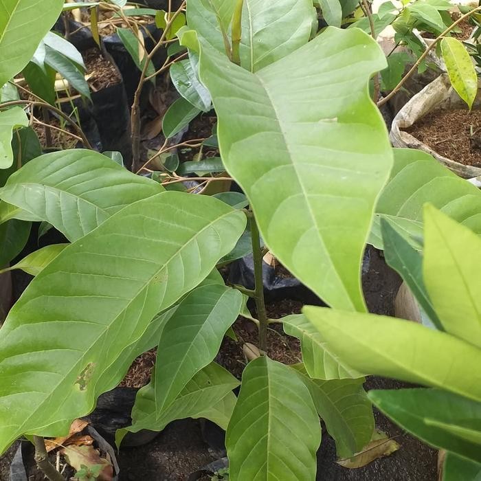 Taman/ Hiasan Taman / Benih / Pohon Kantil