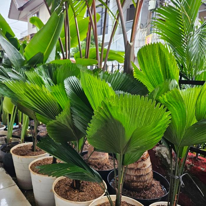 Tanaman Hias Palem Kipas / Palm Kipas / Tanaman Palem