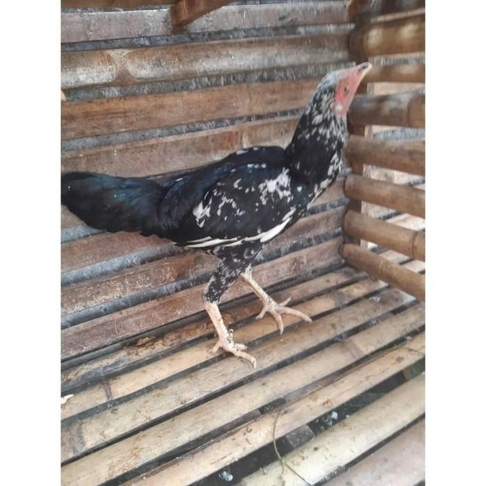 

(Expert) AYAM KAMPUNG MEDIUM 725-800 gr