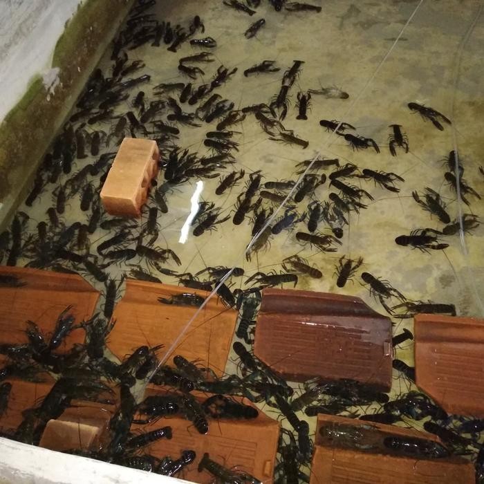 

Lobster Air Tawar Frozen size 75-100 gr (10-14 ekor)1kg