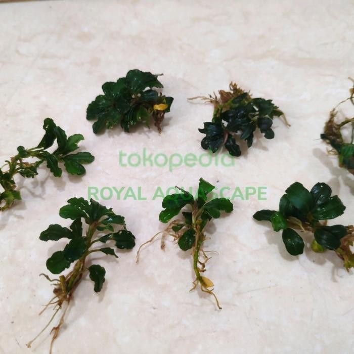 (Expert) Buce / Bucephalandra Sp Mini