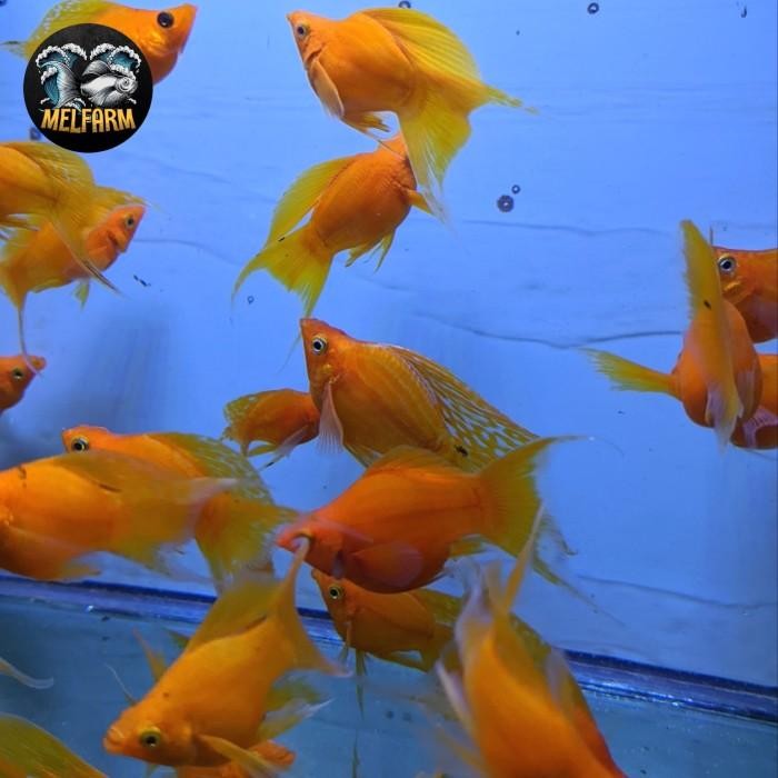 (Expert) ikan hias molly sunkist balon cawang