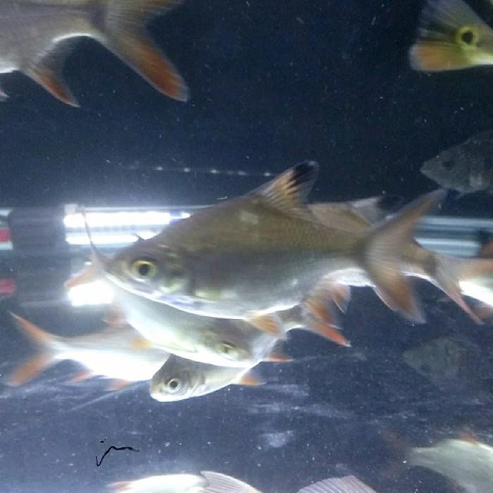(Expert) Kaviat Hijau / Hiasan Aquarium / Tank mate / Kapiat Bangkok