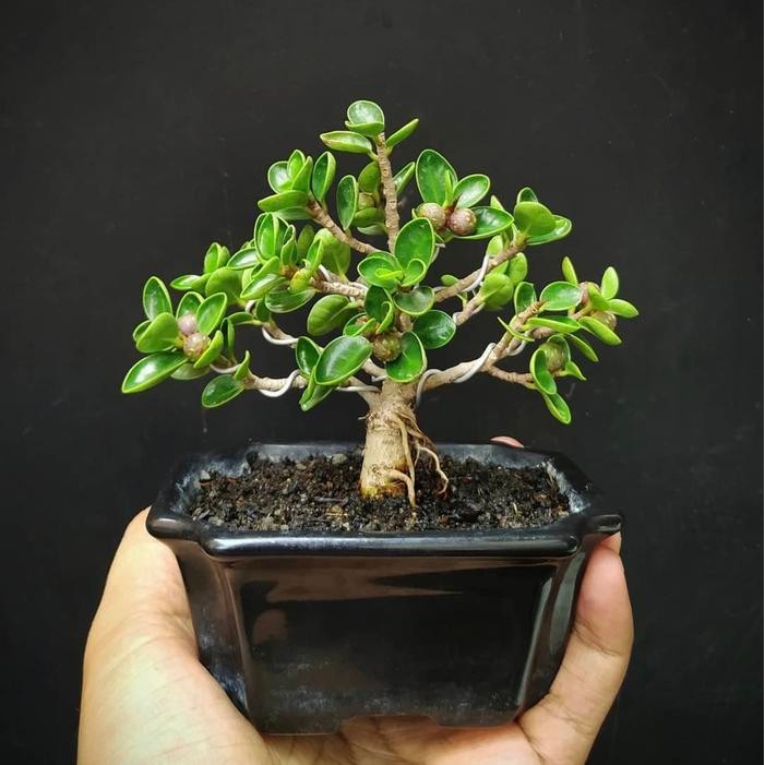 bahan bonsai dolar mickro dolar mangkok
