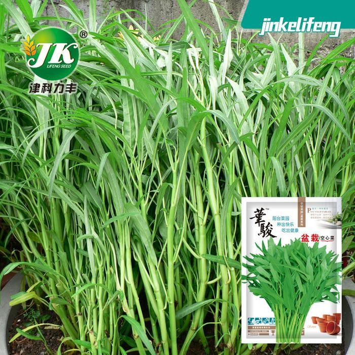 Benih Kangkung Air Super 50 biji