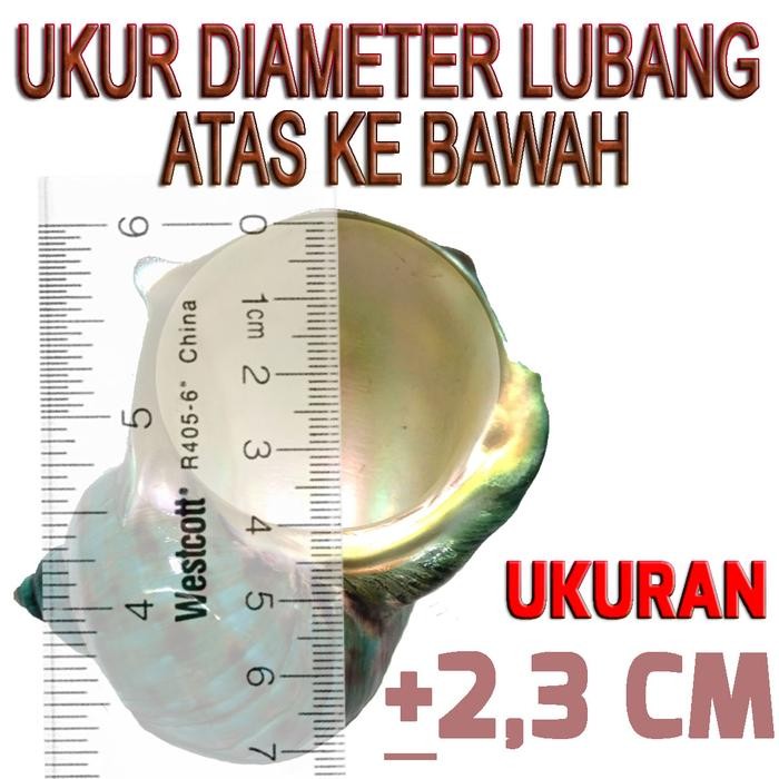 Turbo Banded Cangkang Kosong Kelomang Keong Rumah Umang Pompongan Hermit Crab Shell Kerang Hiasan