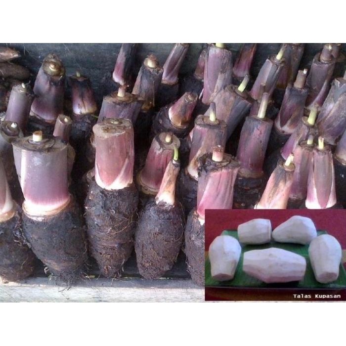 

Glx Talas PONTIANAK berat 500gr