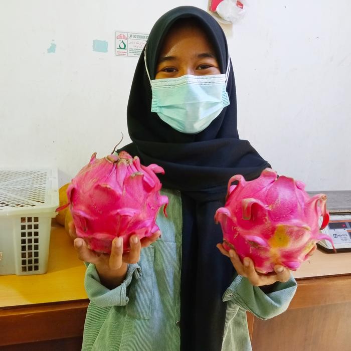 

Glx Buah Naga Merah Segar per Kg