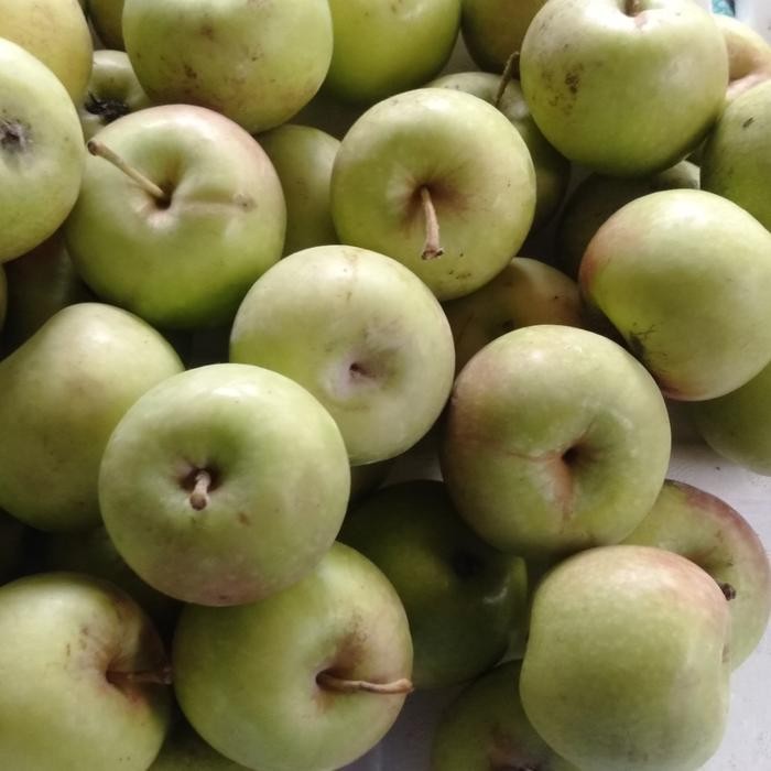 

Glx Apel manalagi malang size 11 -15 biji dalam 1 kg