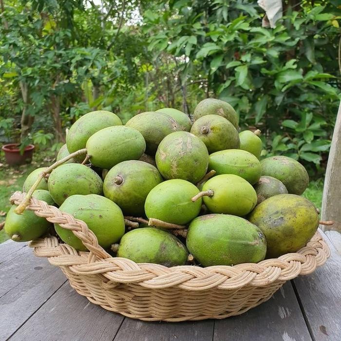 

Glx Buah kedondong