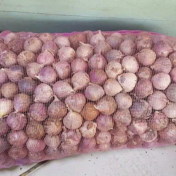 

Glx Bawang Putih Tunggal/Bawang Lanang Tunggal Import Jumbo 500GR