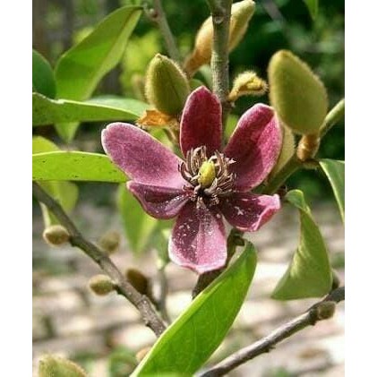 Bibit Tanaman Bunga Cempaka Mulya Ungu Magnolia Figo Purple