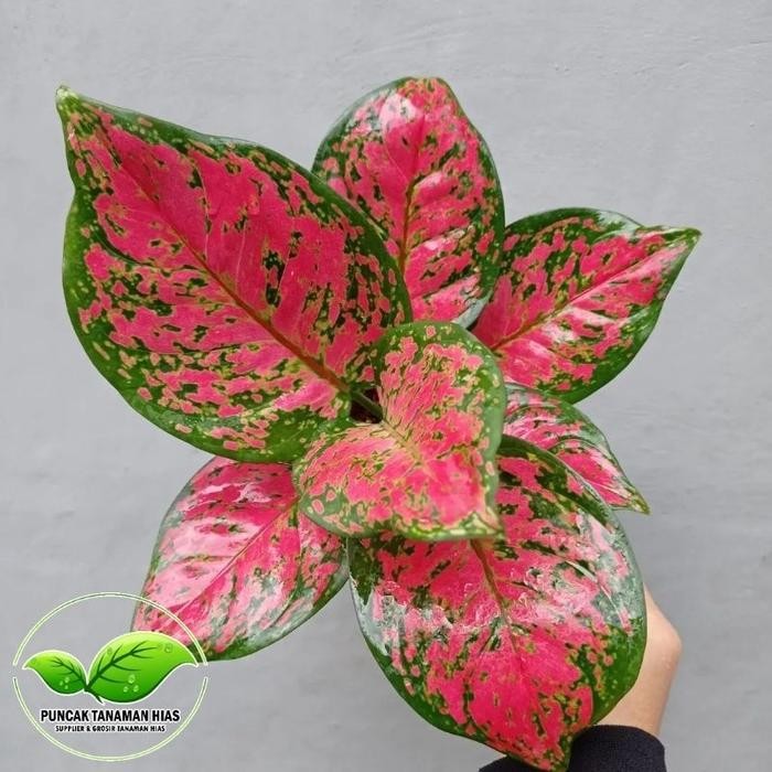 Aglonema dut anjamani - Aglonema dud anjamani merah