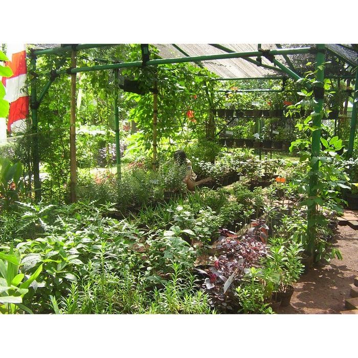 Bibit Sayuran Benih Sayur Lengkap Unggul Bibit Hidroponik