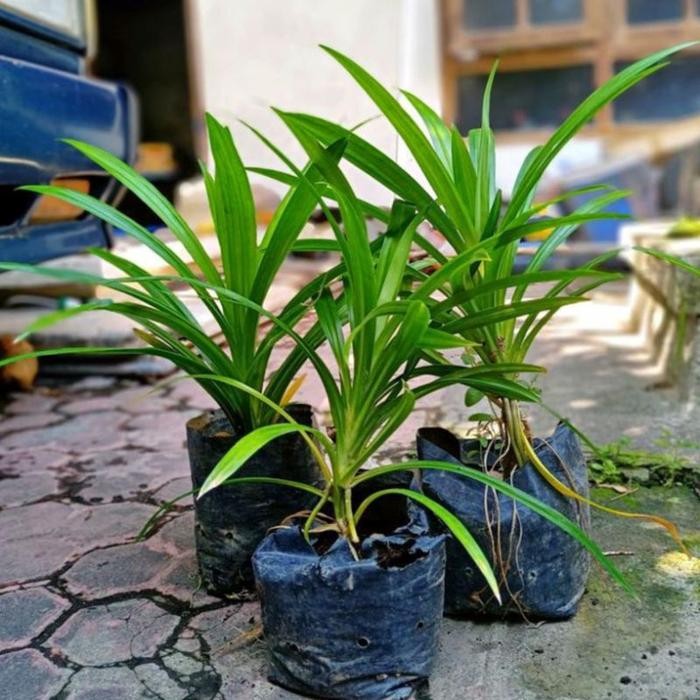 

[Fresh] Bibit Pandan Wangi Mudah Tumbuh