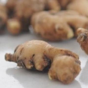 

[Fresh] Jahe Emprit Segar Zingiber officinale var. amarum