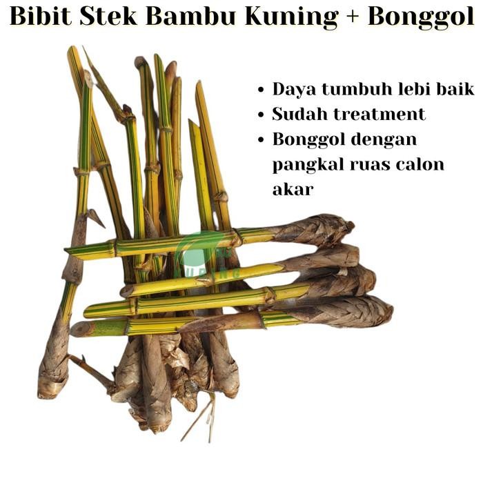 

[Fresh] Tanaman hias bambu kuning stek jenis mini termurah