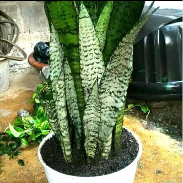 

[Fresh] bibit dan Tanaman sansivera Lidah mertua kuning dan hijau / tanaman