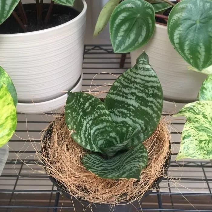 

[Fresh] Promo Tanaman Hias Pembersih Udara - Sansiviera Mini Lidah Mertua