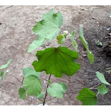 

[Fresh] Terlaris bibit pulutan/tanaman pungpulutan