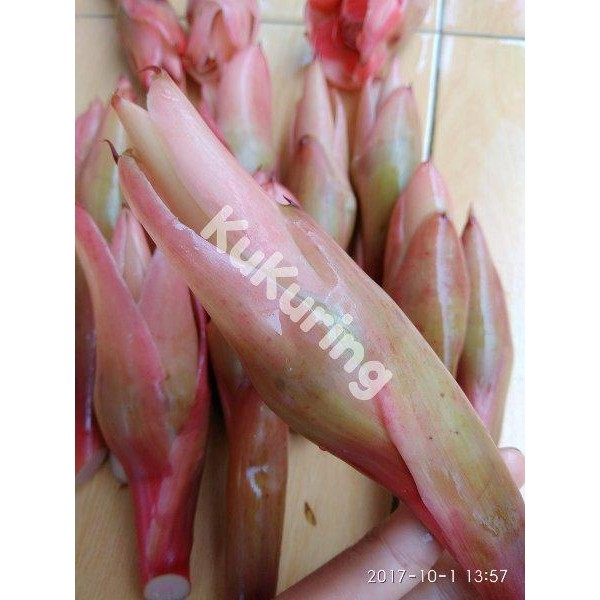 

[Fresh] BUNGA HONJE ROMBEH FRESH SEGAR LANGSUNG PETIK