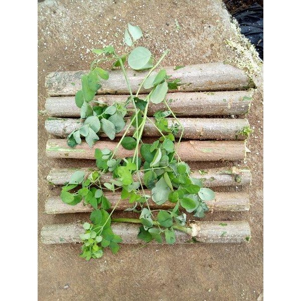 

[Fresh] STEK POHON DAUN KELOR MURAH