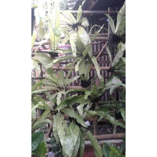 

[Fresh] kadaka cendaka tempel