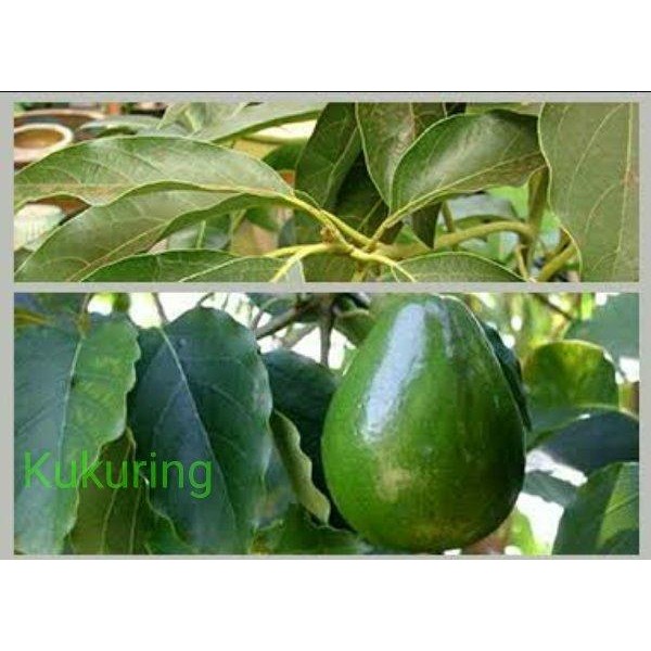 

[Fresh] DAUN ALPUKAT SEGAR 500gr