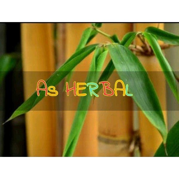 

[Fresh] Murah Jual Daun Bambu Kuning Segar per 50 lembar