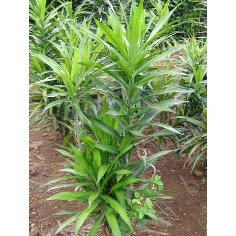 

[Fresh] Daun Suji Segar langsung petik 100gram