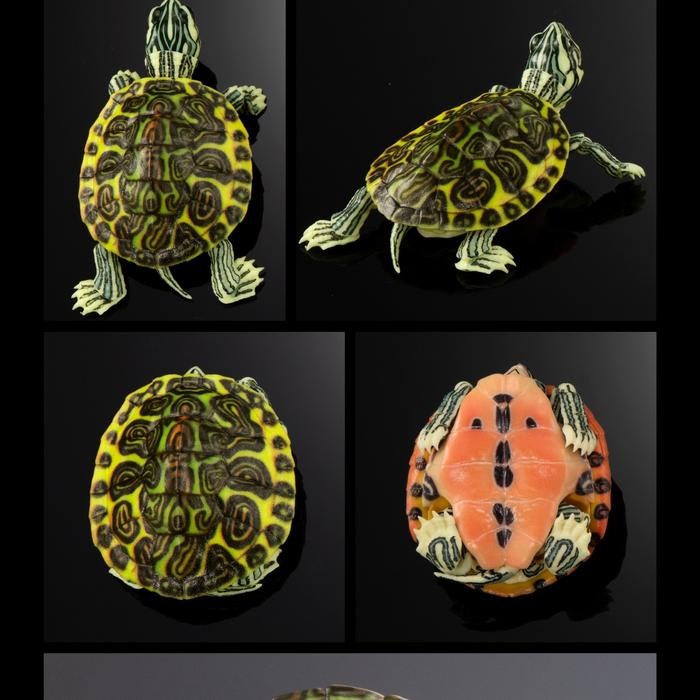 premium ikimono figure Turtle 01 bandai gashapon capsule toy kura brazil res - Florida red belly RBN