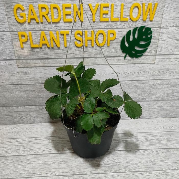 TANAMAN BUAH STRAWBERRY / MURAH + POT