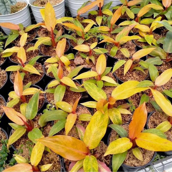 TANAMAN HIAS PHILODENDRON ORANGE MARMALADE - PHILODENDRON MARMALADE