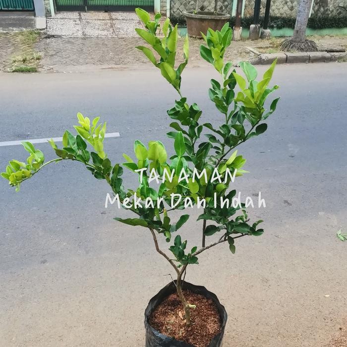 POHON JERUK PURUT BESAR, TANAMAN JERUK PURUT RIMBUN