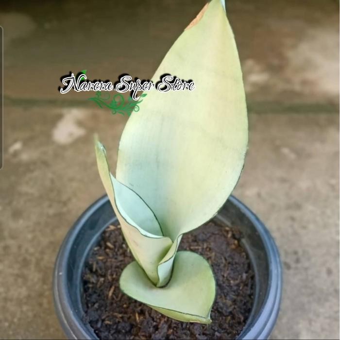 TANAMAN SANSIVERA MOONSHINE LIDAH MERTUA SANSEVIERA MON SIN PUTIH
