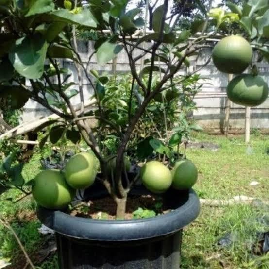 BIBIT JERUK BALI PAMELO POHON JERUK BALI BUAH JERUK BALI
