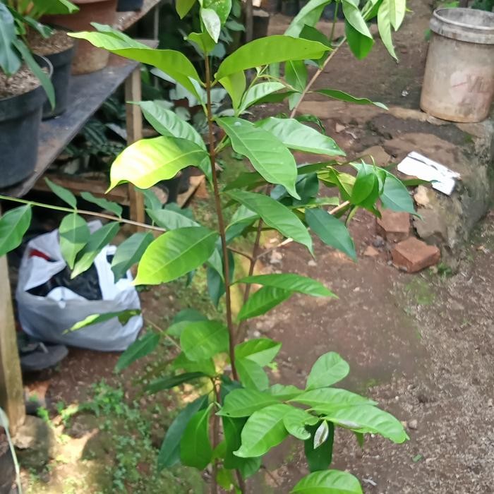 BIBIT POHON SALAM TINGGI (1METER)