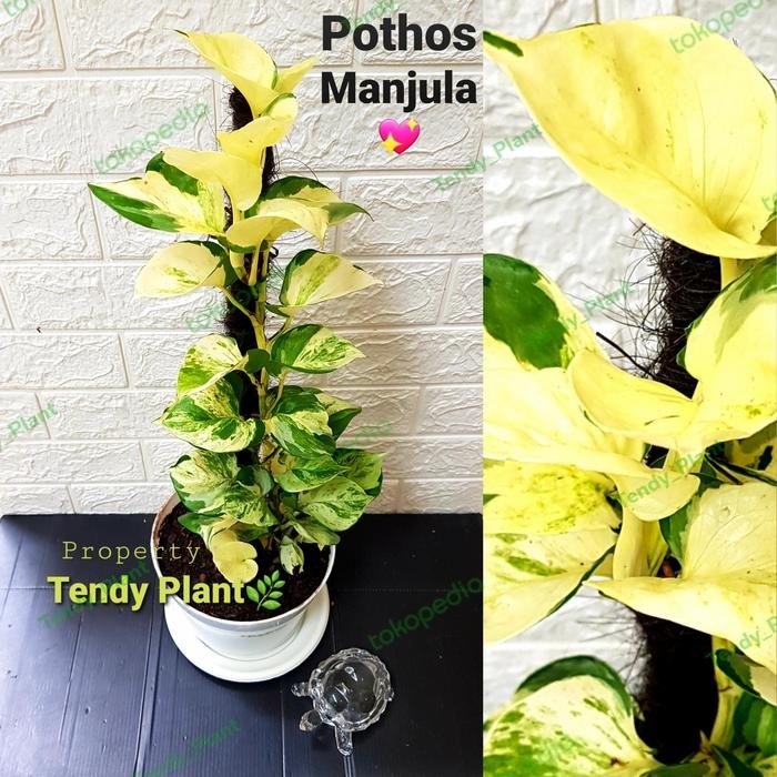 SIRIH GADING MANJULA,POTHOS MANJULA BESAR,TURUS 50 CM