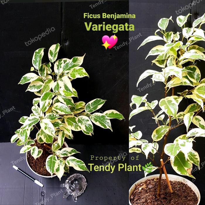 FICUS BENJAMINA VARIEGATA,BERINGIN PUTIH +POT PUTIH