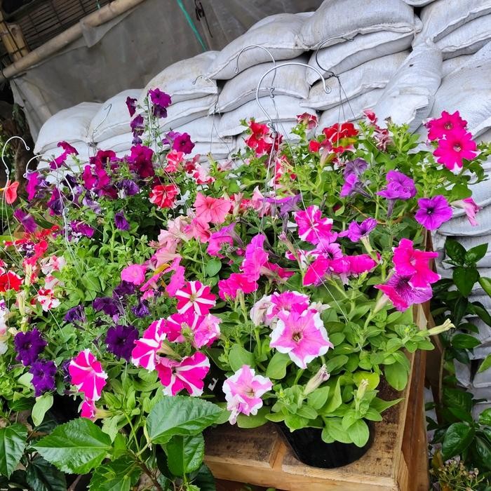 TANAMAN HIAS PETUNIA, BUNGA PETUNIA