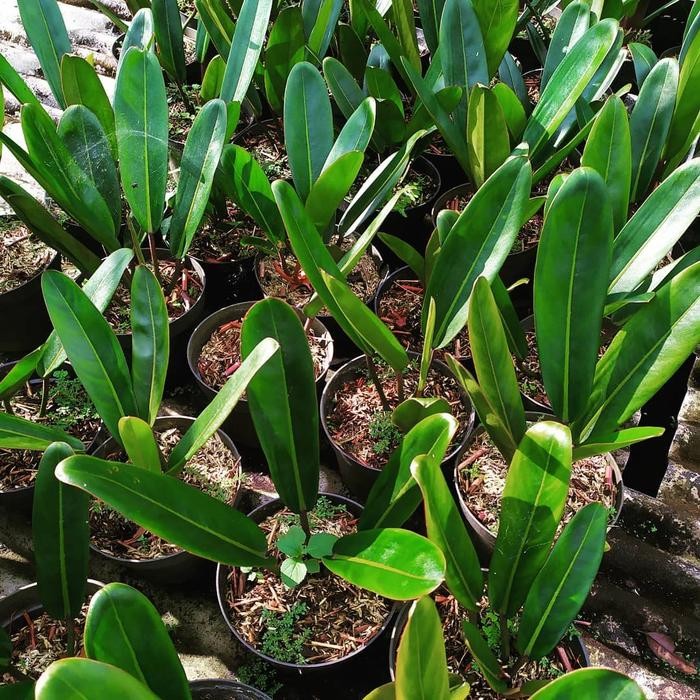 TANAMAN PHILODENDRON CALLOSUM - PILO GOLOK
