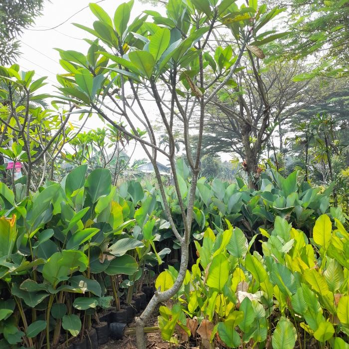 POHON KAMBOJA BALI BUNGA PINK TINGGI 2METER
