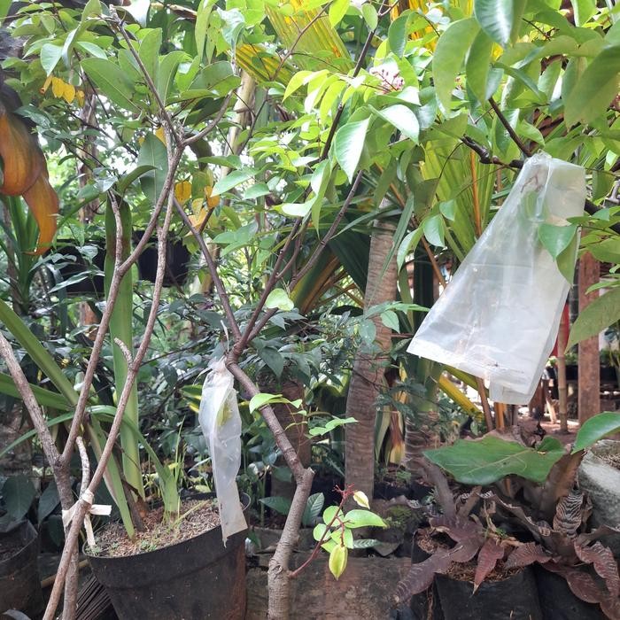 POHON BUAH BLIMBING MADU SUDAH BERBUAH// BIBIT BUAH BLIMBING BANGKOK