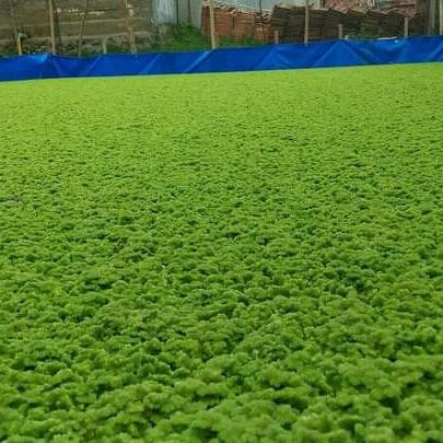 RUMPUT AZOLA BIBIT AZOLLA PINATA MICROPHYLA AZOLA PAKAN IKAN 1KG