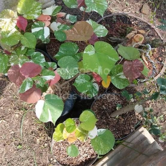 TANAMAN HIAS DAUN WARU VARIGATA TRICOLOR POHON