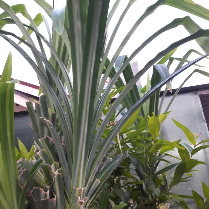 Bibit Pandan Bacang & Lemper - Daun Lebar