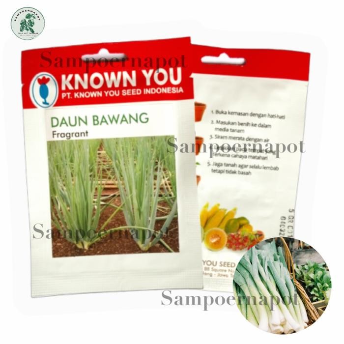 Benih Bibit Daun Bawang Fragrant Known You Seed - KYS DAUN BAWANG FRAGRANT